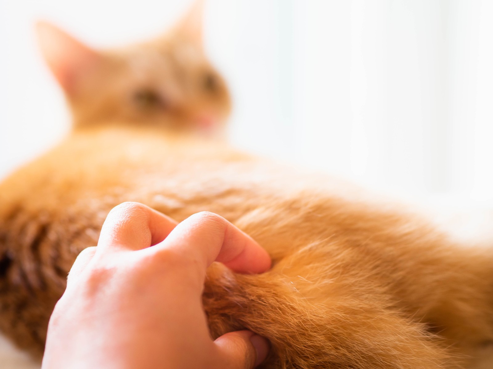 Hand gently petting a resting cat